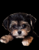 ADORABLE TEA CUP PUPPY FOR SALE