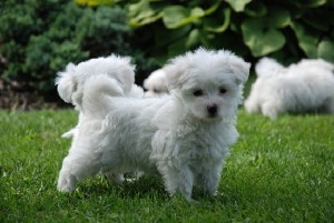 Male and Female Maltese Puppies