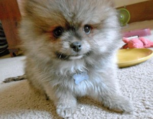 Pomeranian puppy for adoption