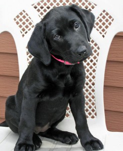 Labrador Retriever puppy