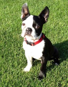Boston Terrier puppy for rehoming