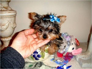 Awesome Beautiful Tiny AKC Yorkie Puppies for Adoption