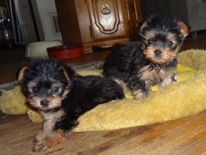 VERY CUTE AKC GREAT  YORKIE PUPS AVAILABLE