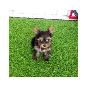 Super Teacup Yorkie Puppies for adoption