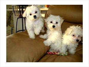 Gorgeous Teacup Maltese puppies for adoption