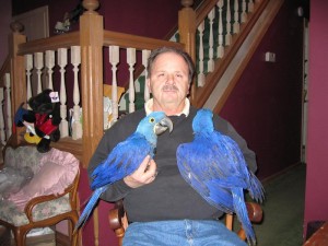 ***  Hyacinth Macaw parrots with their purple-blue feathering and amazing yellow eye  for sale  TEXT ME AT (951) 268-7304