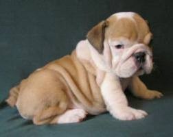 Registered English Bulldog Puppies For New Homes