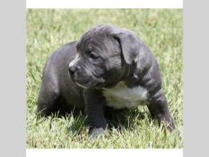 Blue nose pittbull puppies for adoption