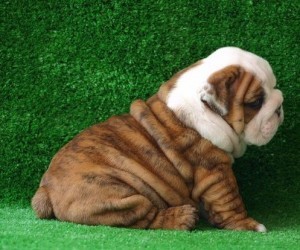 Beautiful English Bulldog puppies For Adoption