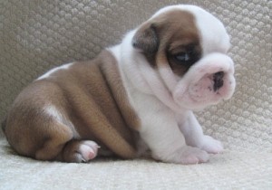 Two lovely English bulldog puppies