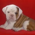Olde English Bulldogge pups due 10/14/2012