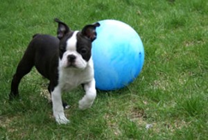 Home Train Boston Terrier puppies for Adoption