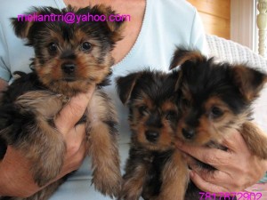 yorkie puppies available