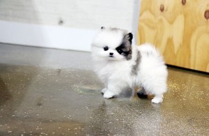 Wow!! Fantastic and Charming Male and Female Teacup Pomeranian puppies for free adoption to good homes only