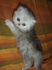 X-MAS PERIAN KITTEN FOR FREE ADOPTION YES!!!!!