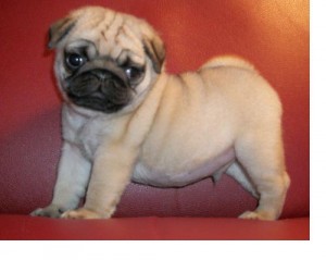 so cute pug puppies for sale