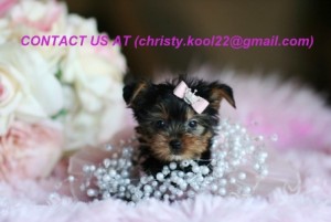 Cute Male and Female Teacup Yorkie puppies available now for adoption