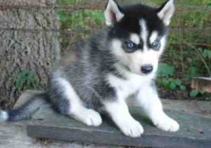 !!Siberian husky puppies , akc reg.blue eyes!