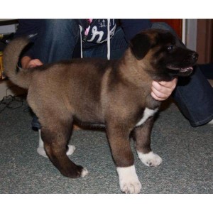 AKC registered Akita puppies for $290. a perfect gift for  Christmas