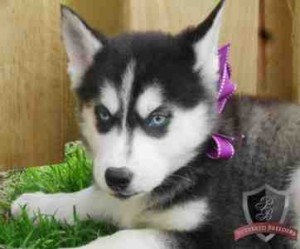 Elegant Siberian Husky puppies ready for good home