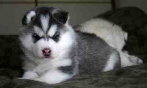 Blue eyes siberian husky puppies ready for new home