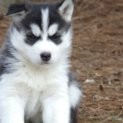 Purebred Siberian Husky Puppies