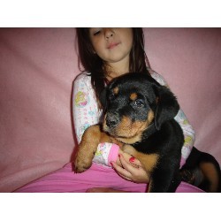 baby face x mas rottweiler  puppies for adoption