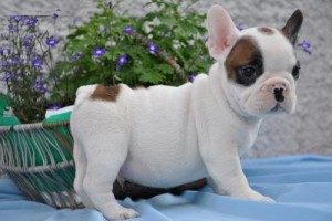 joyfull French Bull Dog Puppies
