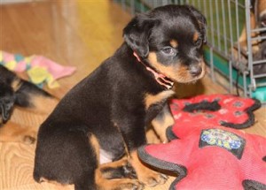 (AKC Rottweiler Puppies with Show Champion Pedigree) (1(401)3143547)