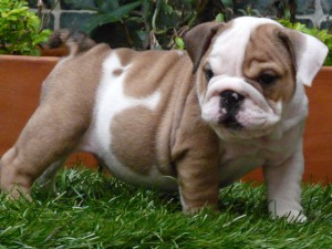 Healthy Male and Female English bulldog puppies