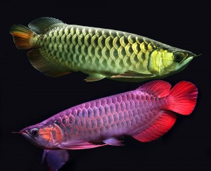 We supply live Arowana fishes of all kinds