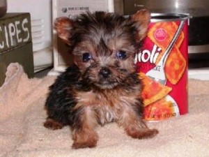 yorkie puppies for sale