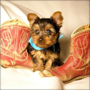 $100 Yorkie Puppies!!!!!!