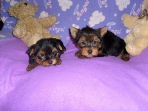 Teacup Yorkie puppies looking for promising homes
