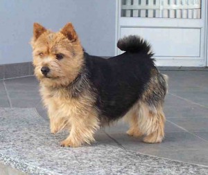 GORGEOUS MALE AND FEMALE NORWISH TERRIER PUPPIES FOR REHOMING AVAILABLE.