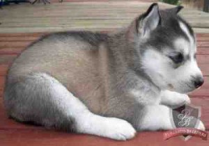 grey and white siberian husky pups for Free