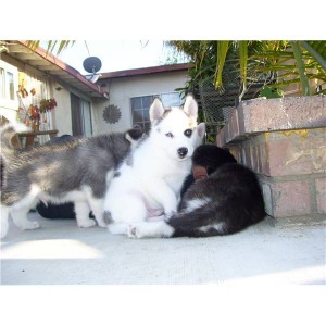 cute and adorable  Siberian husky looking - $200