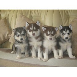 Very Intelligent And Adorable Siberian Husky Puppies For Sale