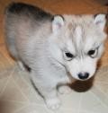 So Sweet And Pottty Raised Akc Siberian Husky now