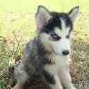 Siberian Husky (AKC) 50% Off The Regular Price;Now Only