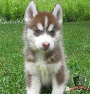 2 pure bred husky puppies girl and boy for Free