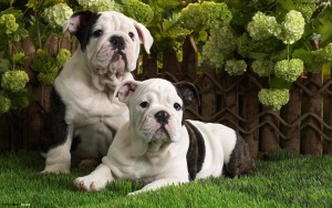 AVAILABLE NOW BEAUTIFUL ENGLISH BULL DOG PUPPIES FOR  ADOPTION AND FOR ANY GOOD HOME GET BACK TO ME FOR MORE  INFORMATION