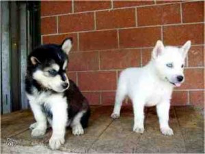 akc registered siberian husky puppies for good homes for Free