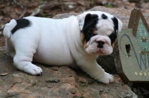 Gorgeous English Bulldog pups ready for their new homes
