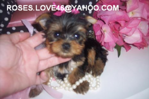 x-mas male and female yorkie puppies for adoption