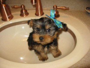 Exceptional Akc Teacup Yorkie Puppies Available To Caring Homes