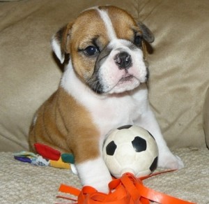 X-Mas male and female English Bulldog Pups left 3