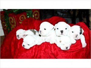 English bulldog puppies for adoption