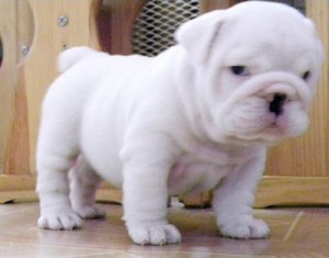 Outstanding AKC registered English bulldogs