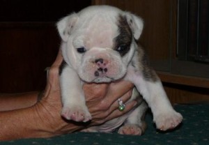 Male and female English Bulldog Puppies for sale